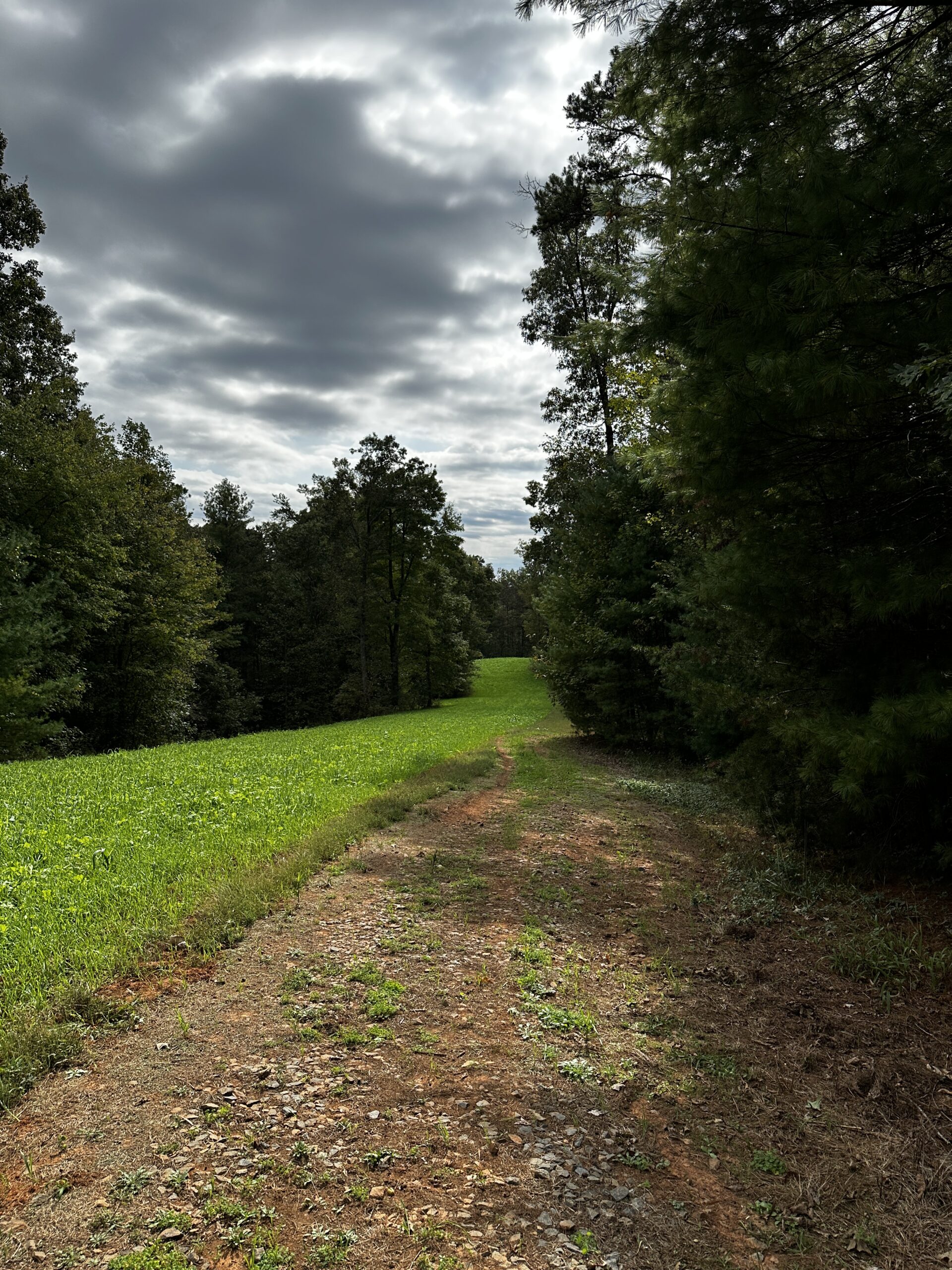 Image of path in woods