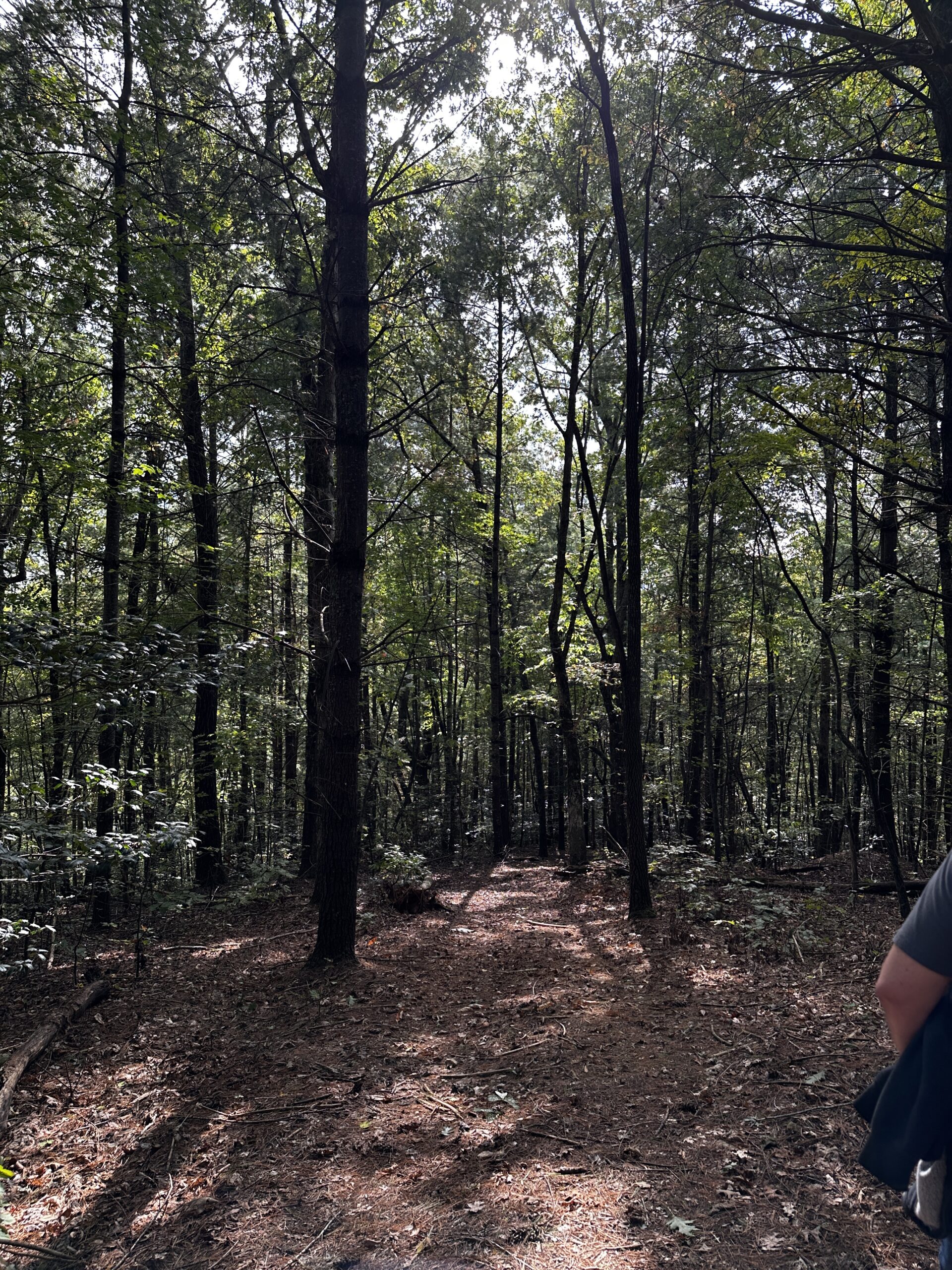 Red Top Woods Woods at Red Top Mountain