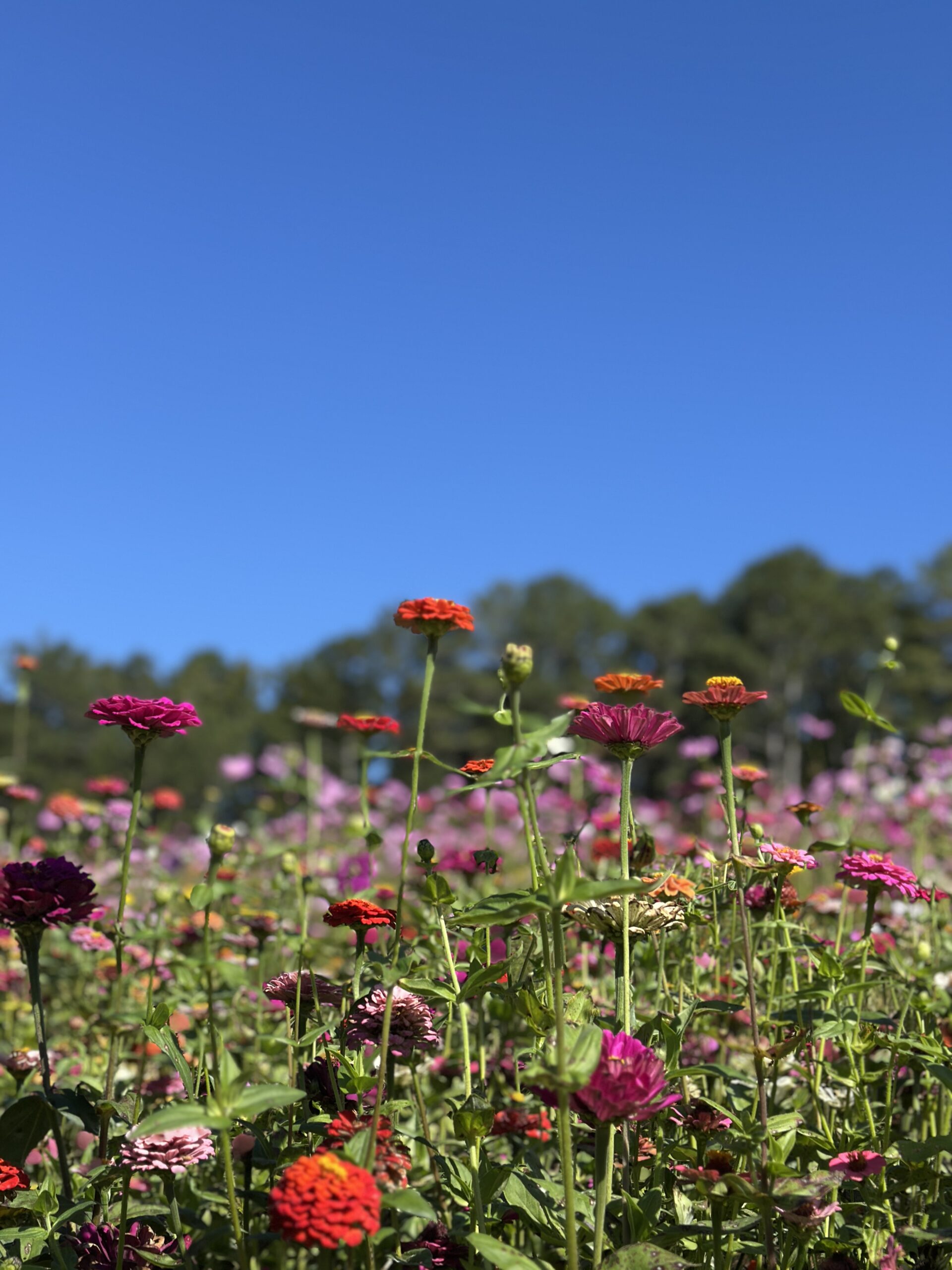 Field of fall flowers