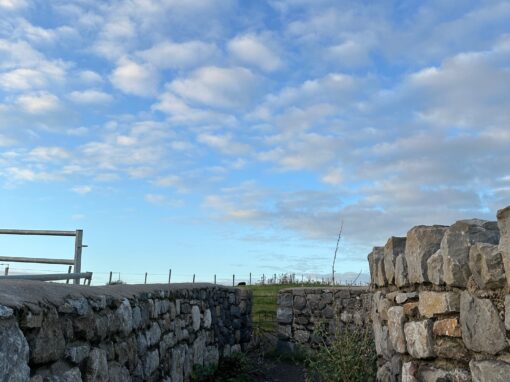 Thief vs Shepherd part 2